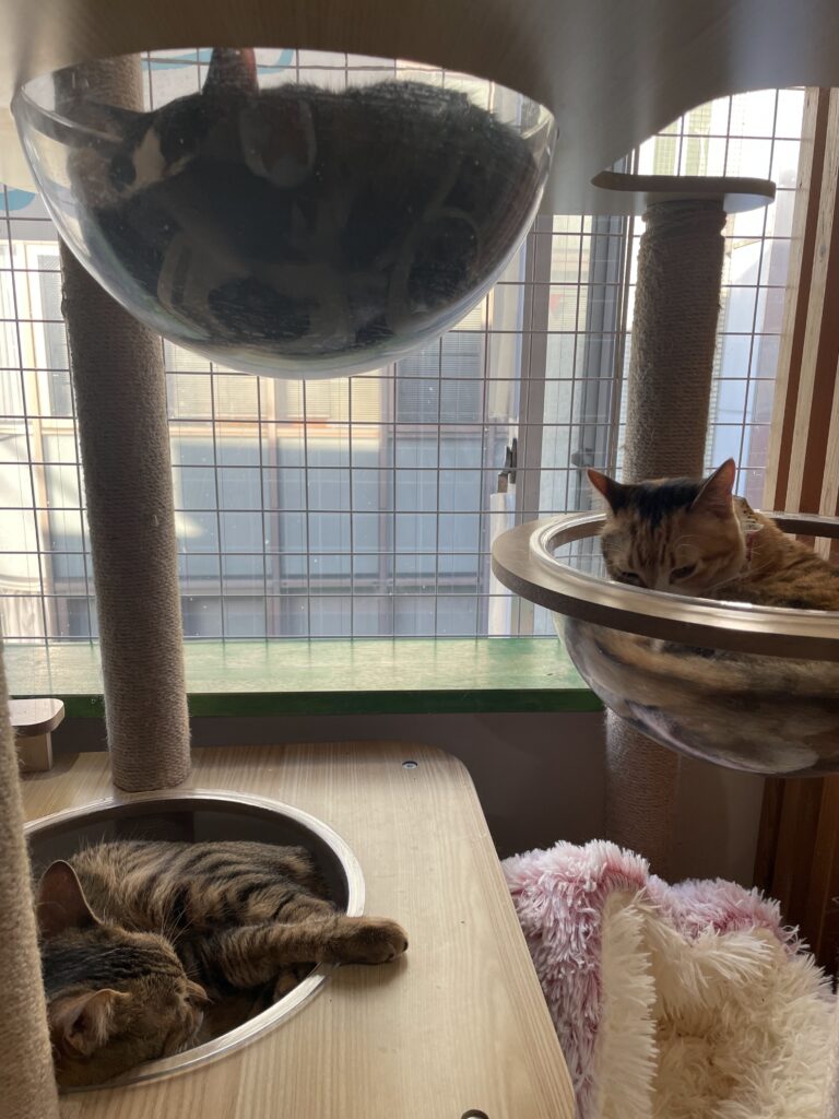 大きな窓際で眠る猫たち