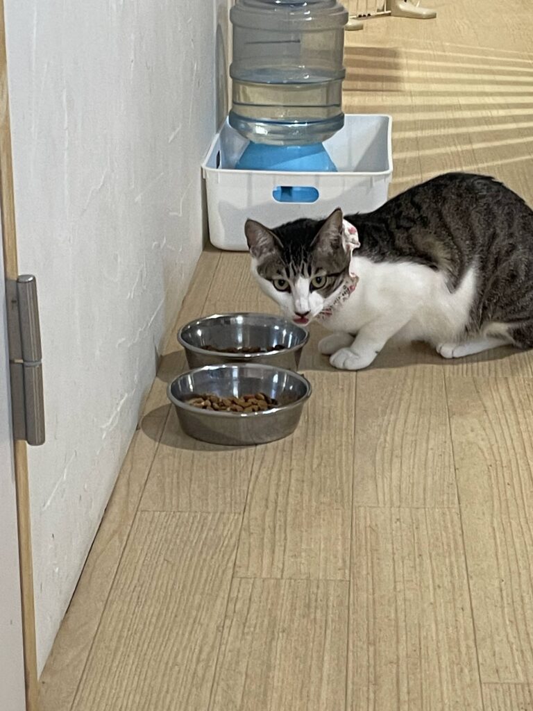 食事中の猫