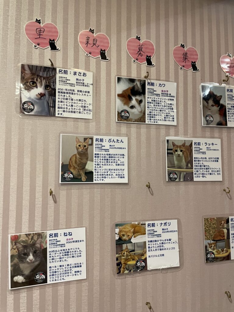 猫のプロフィール