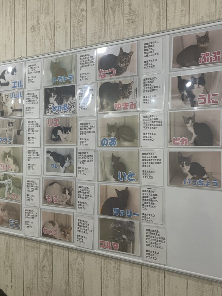 保護猫のプロフィール