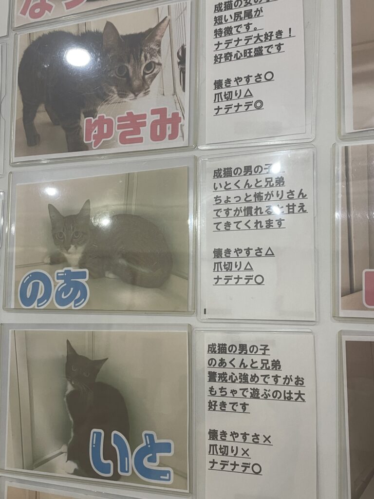 猫たちのプロフィール