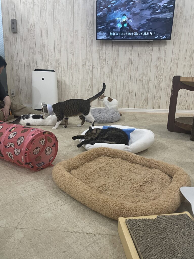 猫との時間